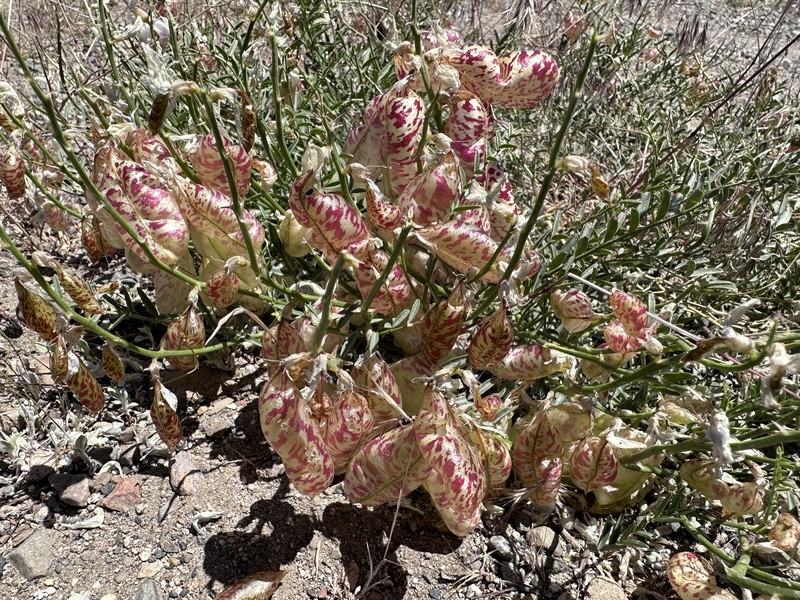 Astragalus whitneyi var. whitneyi photo 7