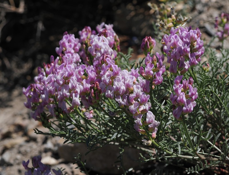 Astragalus whitneyi var. whitneyi photo 8