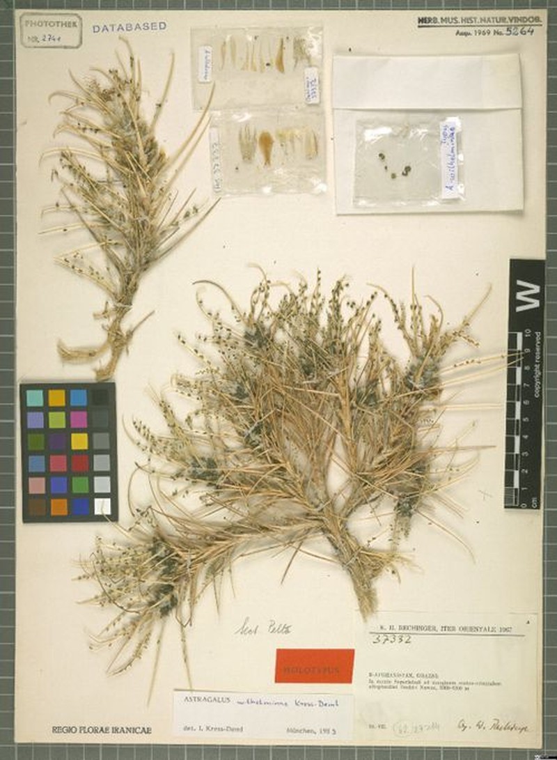 Astragalus wilhelminae
