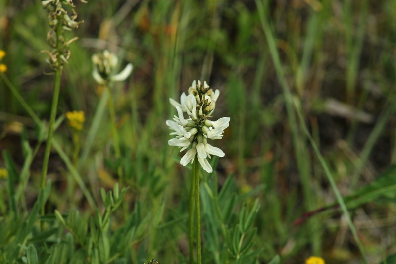Williams' Milkvetch