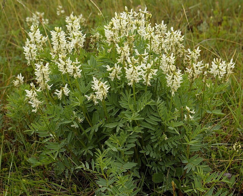 Williams' Milkvetch photo 2