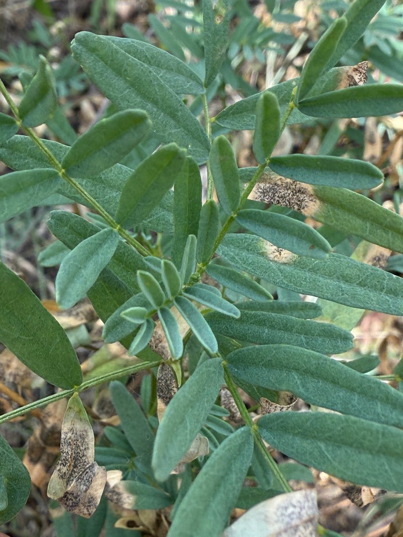 Williams' Milkvetch photo 3
