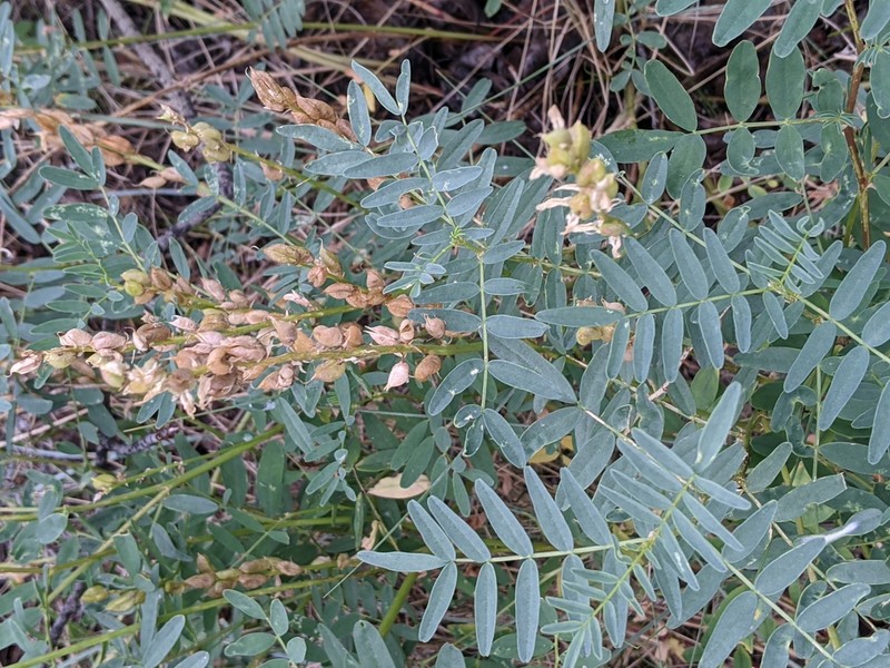 Williams' Milkvetch photo 4