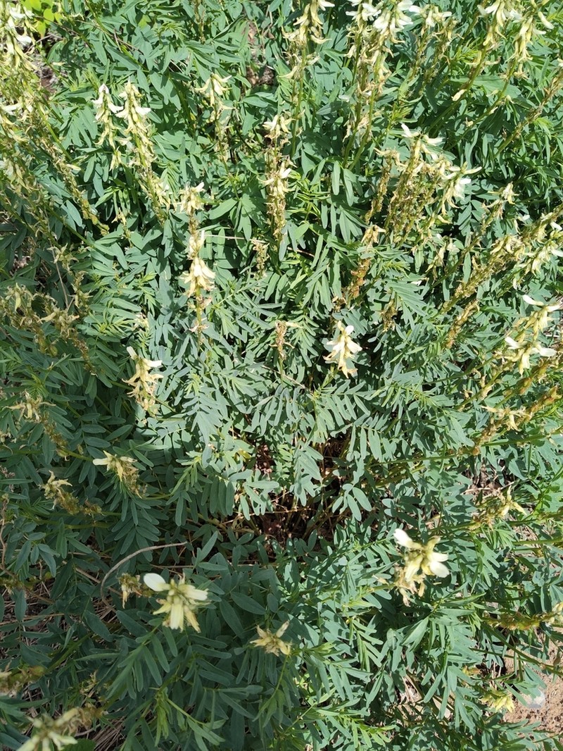Williams' Milkvetch photo 5