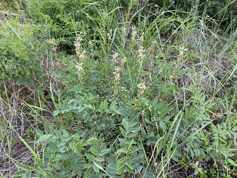 Williams' Milkvetch photo 6