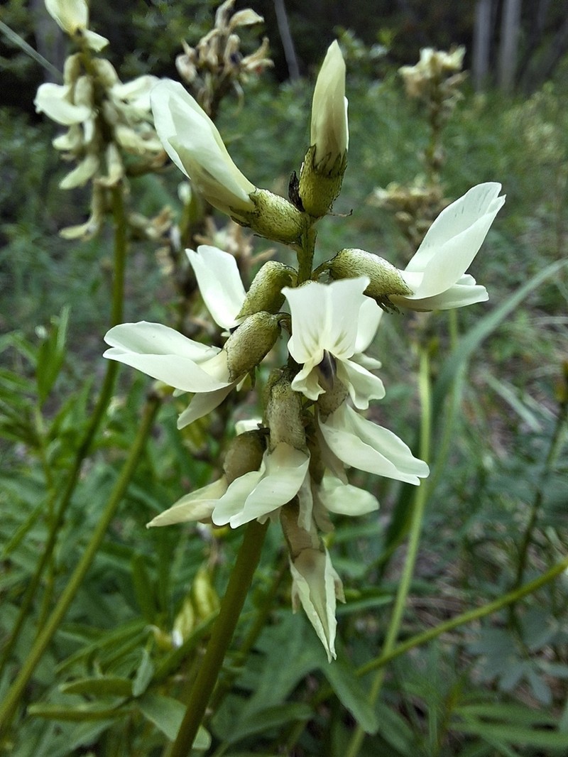 Williams' Milkvetch photo 7