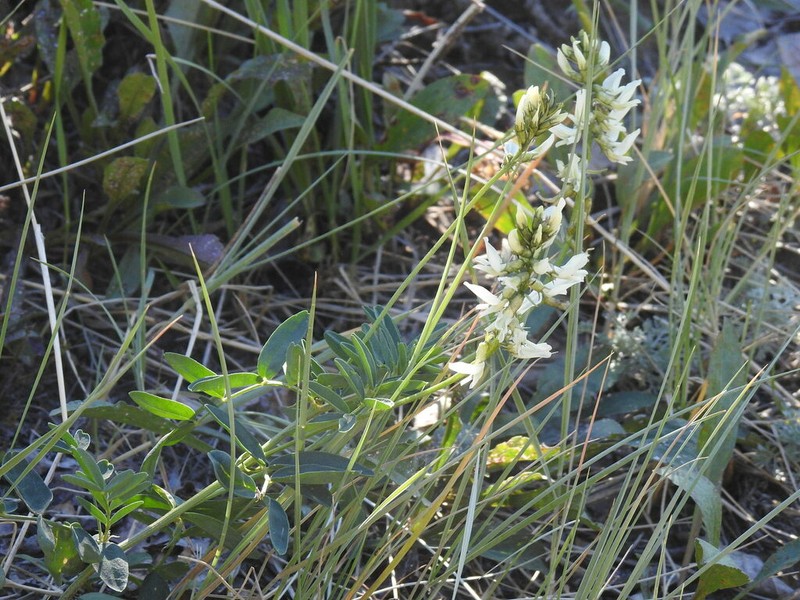 Williams' Milkvetch photo 8