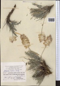 Astragalus willisii