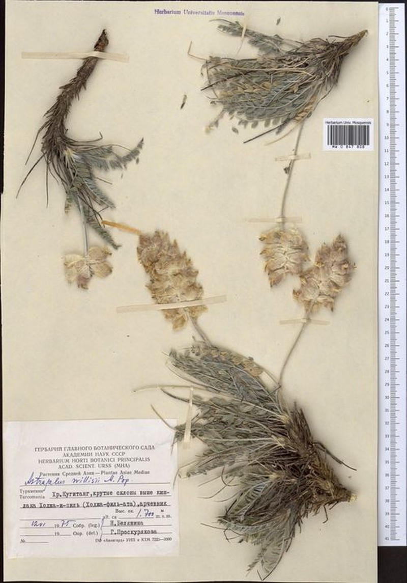 Astragalus willisii