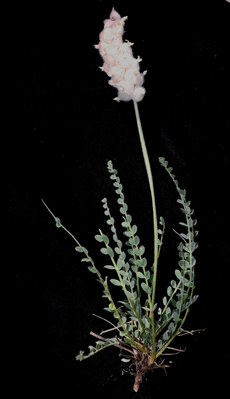 Astragalus willisii photo 2