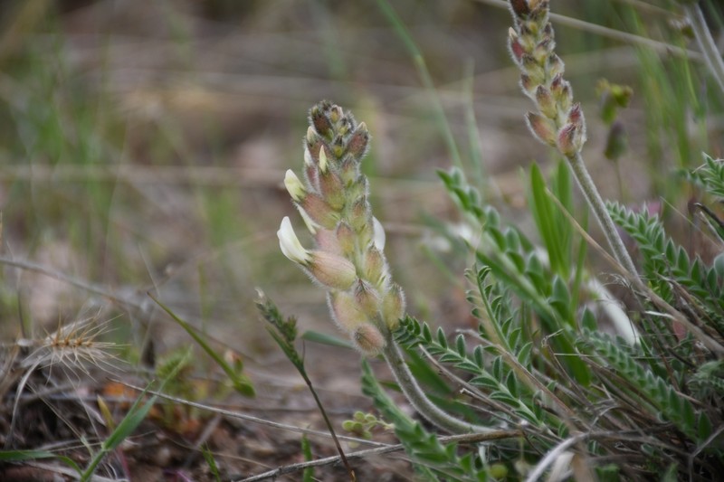 Astragalus willisii photo 3