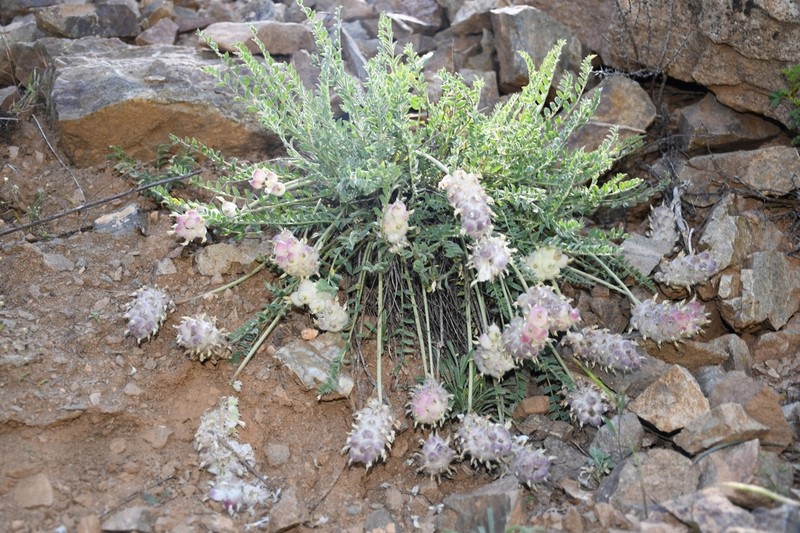 Astragalus willisii photo 4