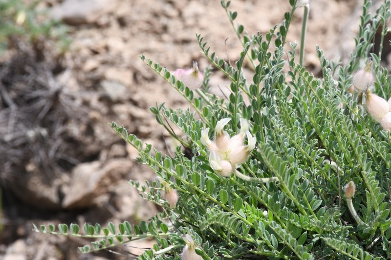 Astragalus willisii photo 5