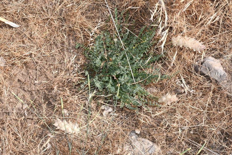Astragalus willisii photo 6