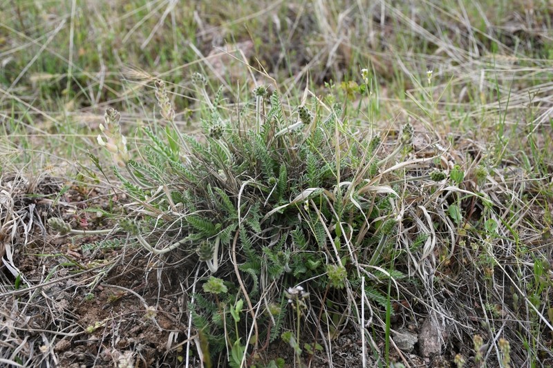 Astragalus willisii photo 7