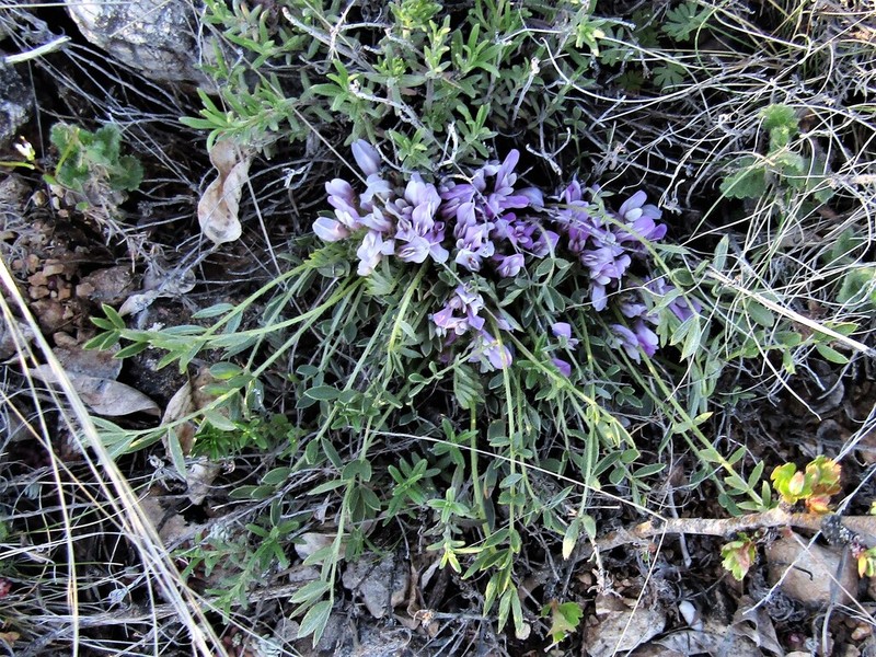Astragalus wilmottianus