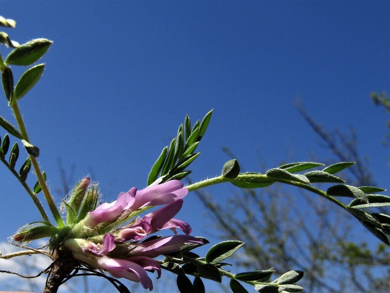Astragalus wilmottianus photo 2