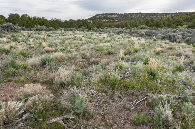 Fort Wingate Milkvetch