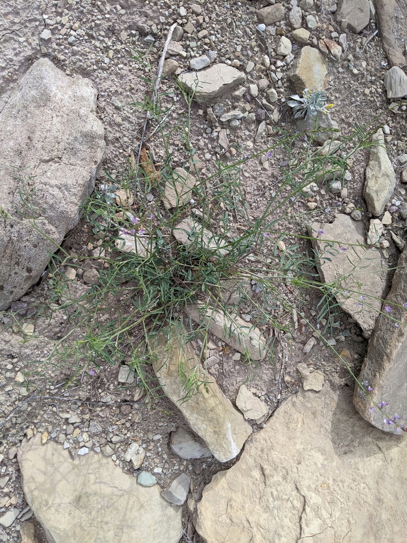 Fort Wingate Milkvetch
