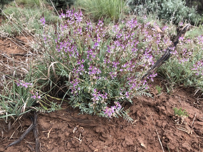 Fort Wingate Milkvetch photo 2