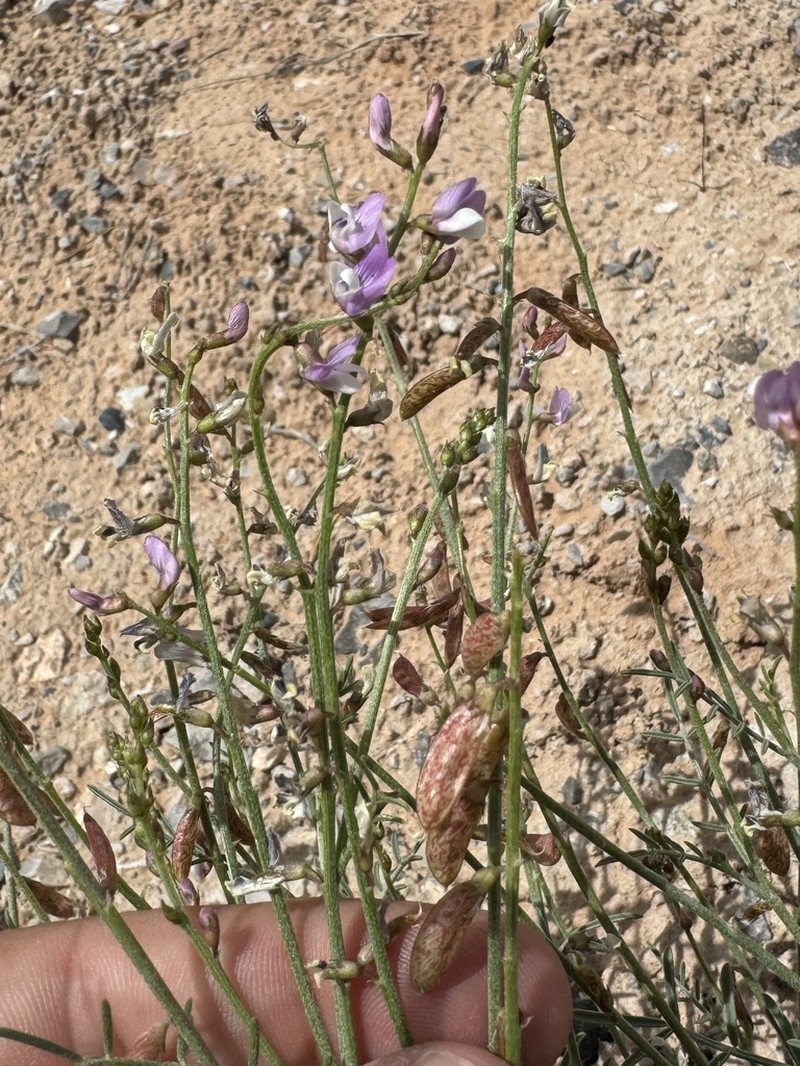 Fort Wingate Milkvetch photo 3