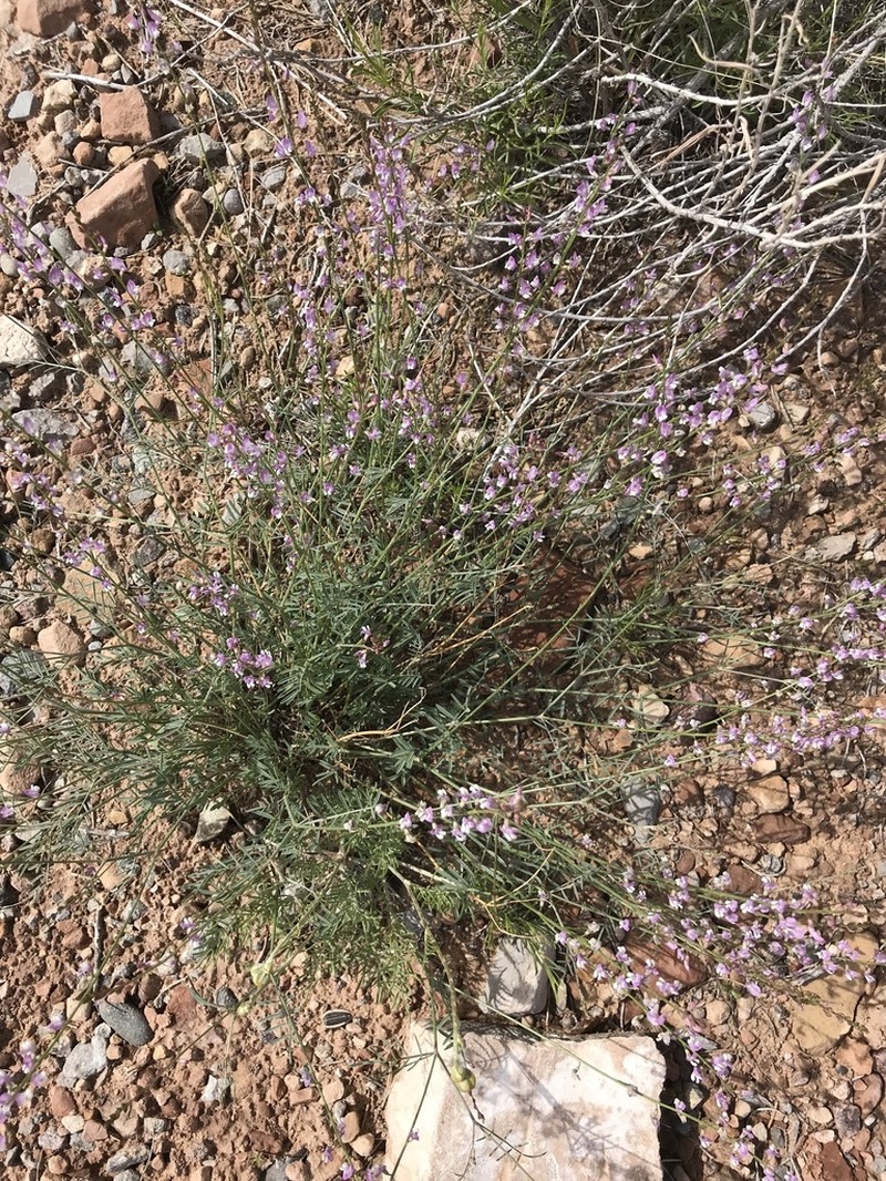 Fort Wingate Milkvetch photo 4