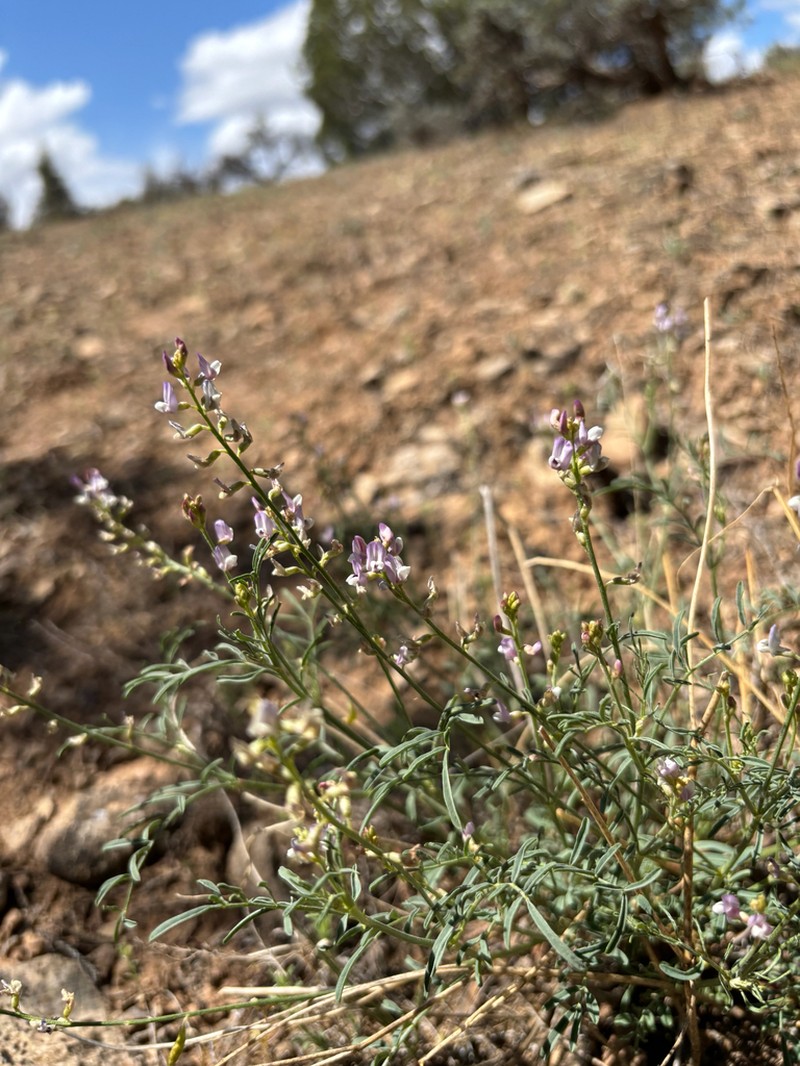 Fort Wingate Milkvetch photo 5