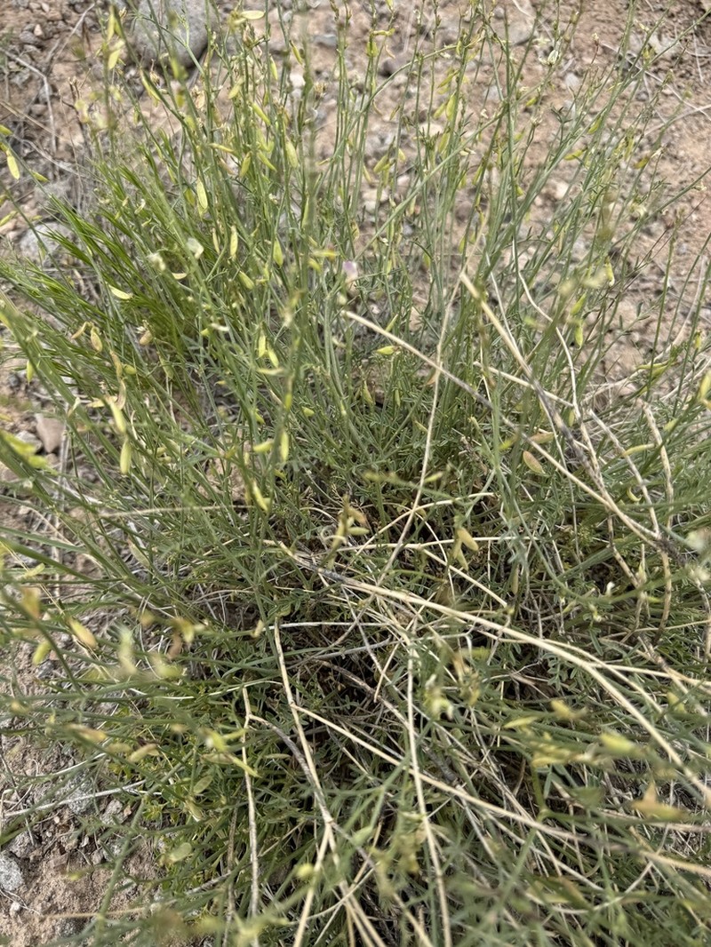Fort Wingate Milkvetch photo 6