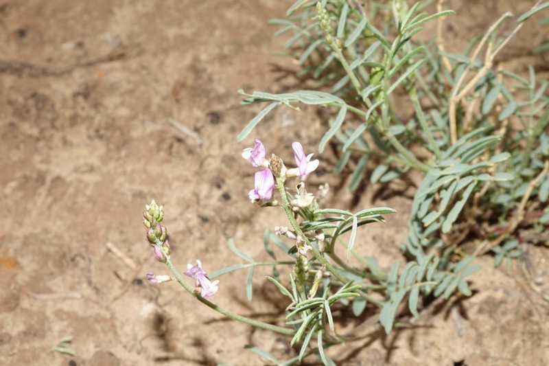 Fort Wingate Milkvetch photo 7