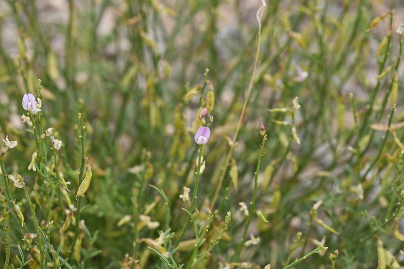 Fort Wingate Milkvetch photo 8