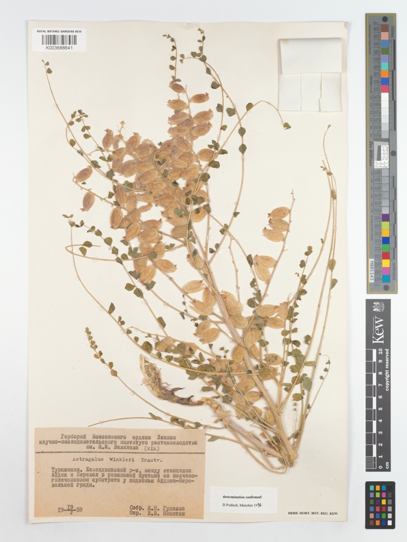 Astragalus winkleri