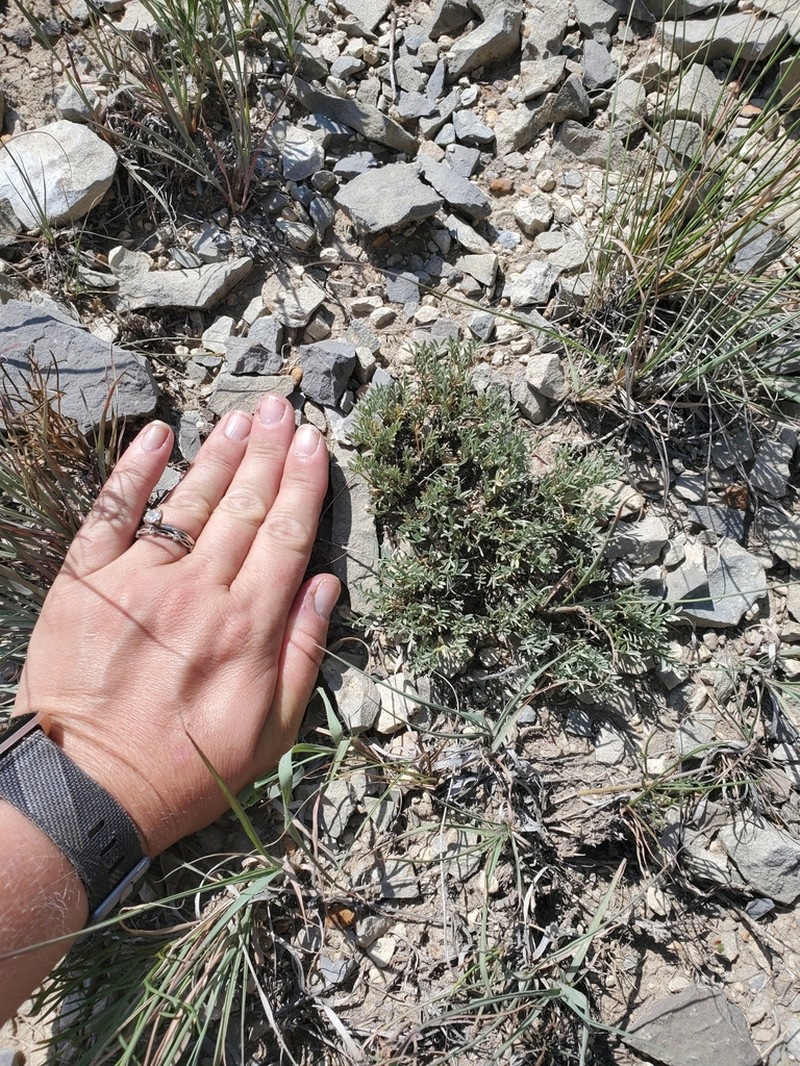 Wittmann's Milkvetch photo 2