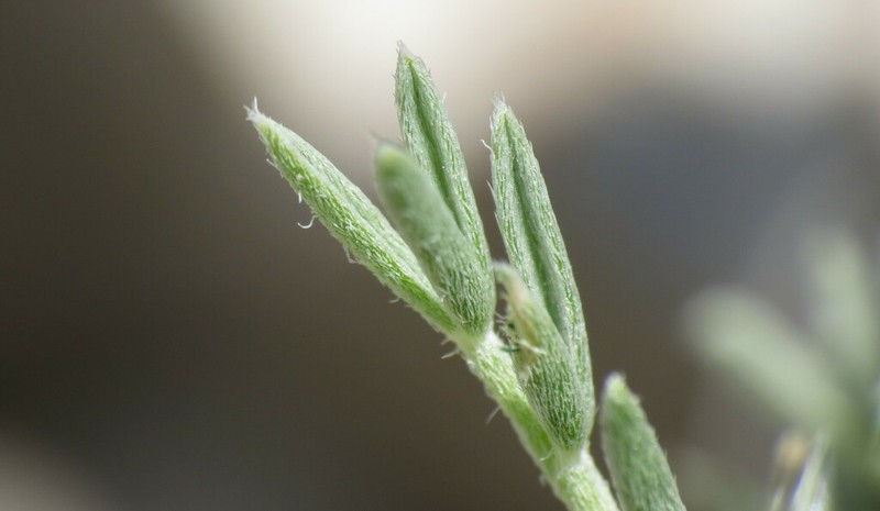 Wittmann's Milkvetch photo 3