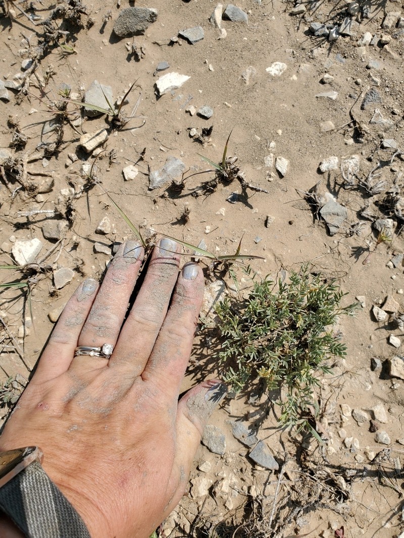 Wittmann's Milkvetch photo 4