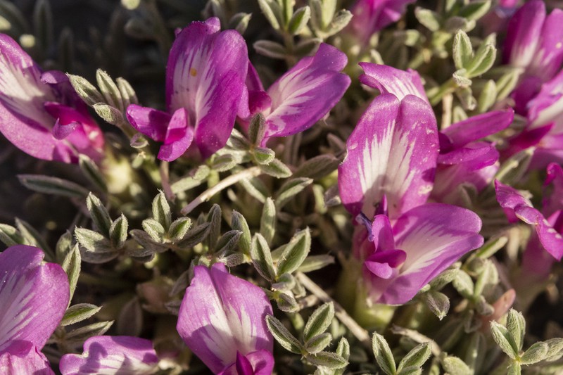 Wittmann's Milkvetch photo 5