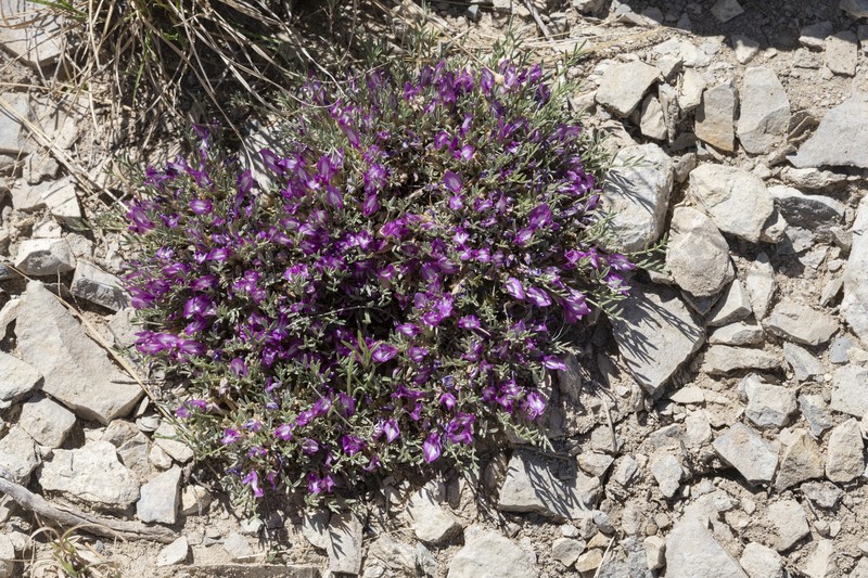Wittmann's Milkvetch photo 7