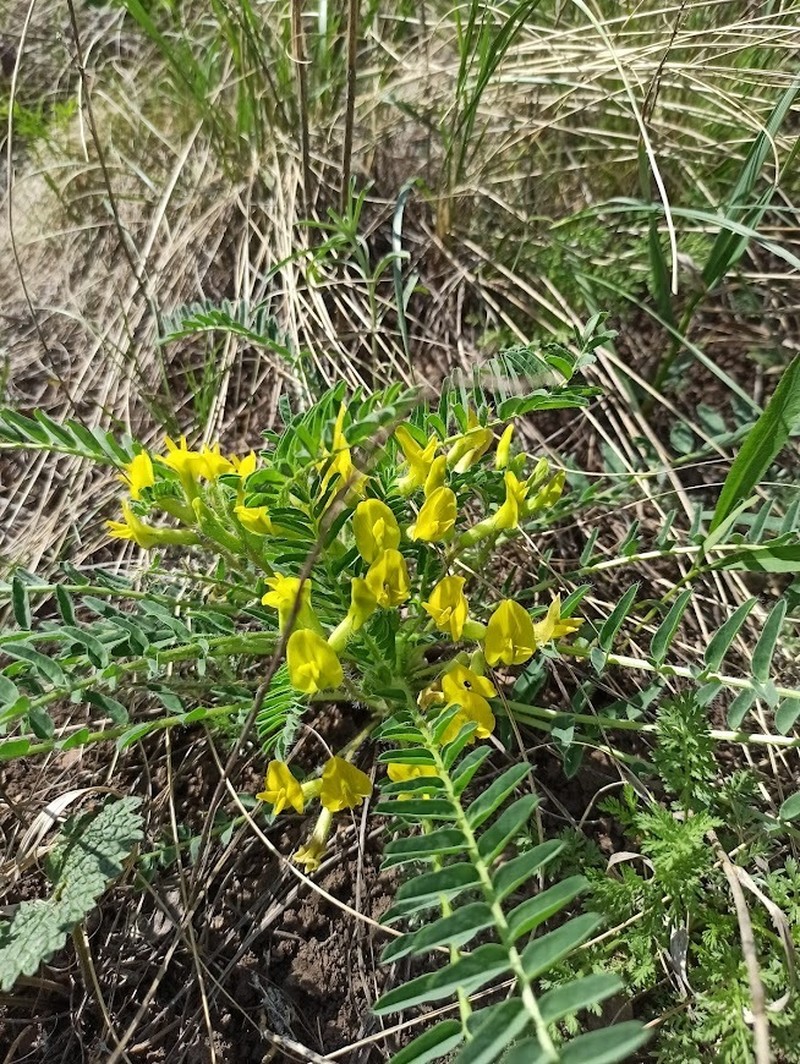 Astragalus wolgensis photo 2