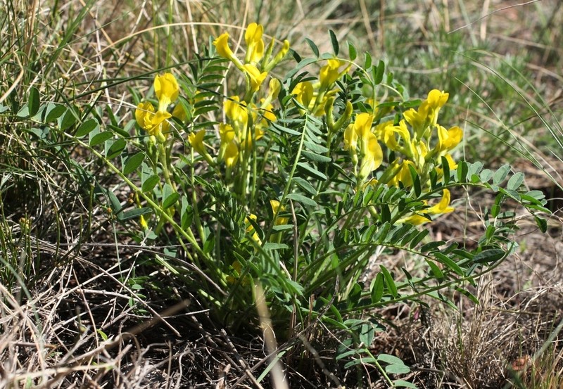 Astragalus wolgensis photo 3
