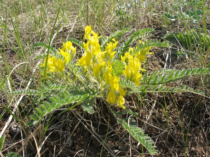 Astragalus wolgensis photo 4
