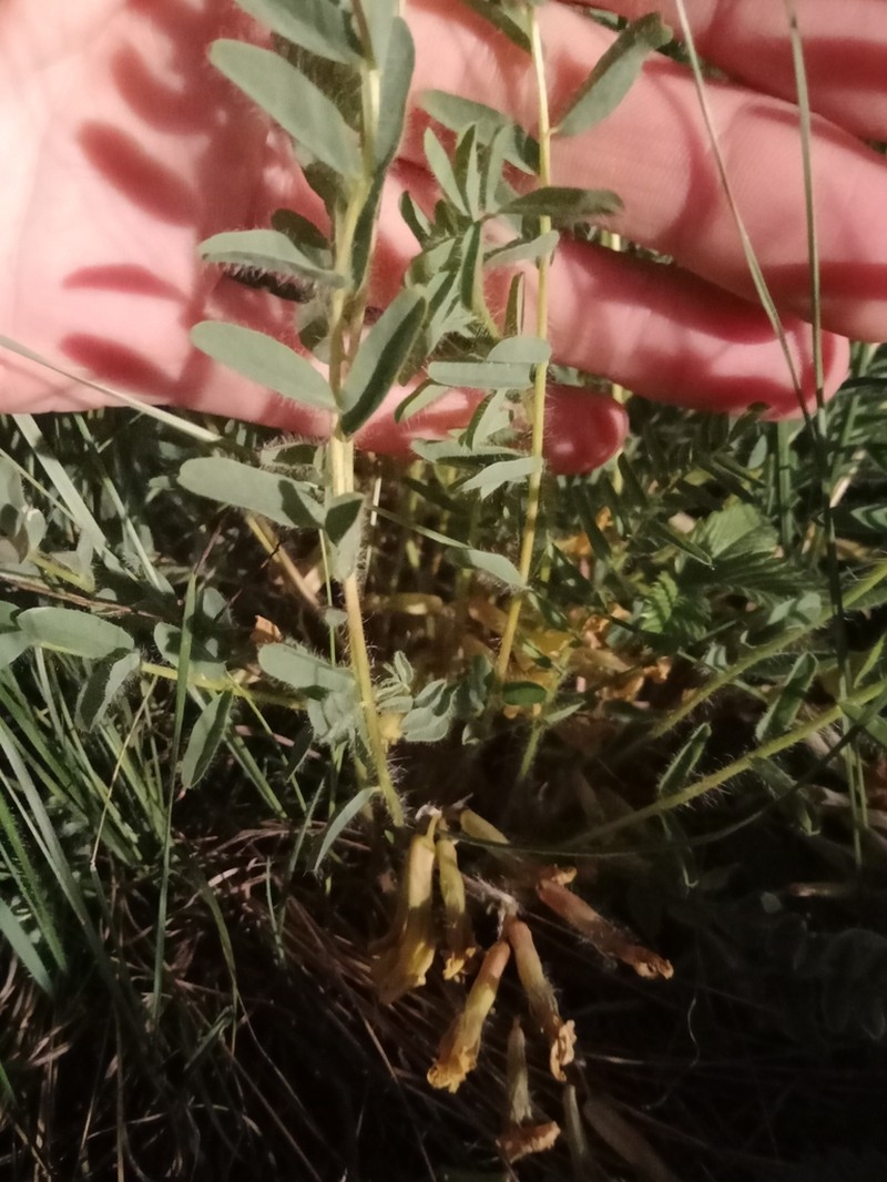 Astragalus wolgensis photo 5