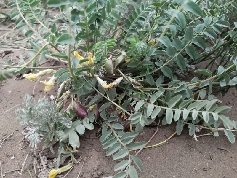 Astragalus wolgensis photo 6