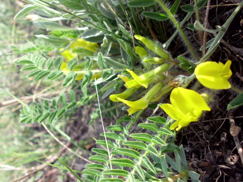 Astragalus wolgensis photo 7