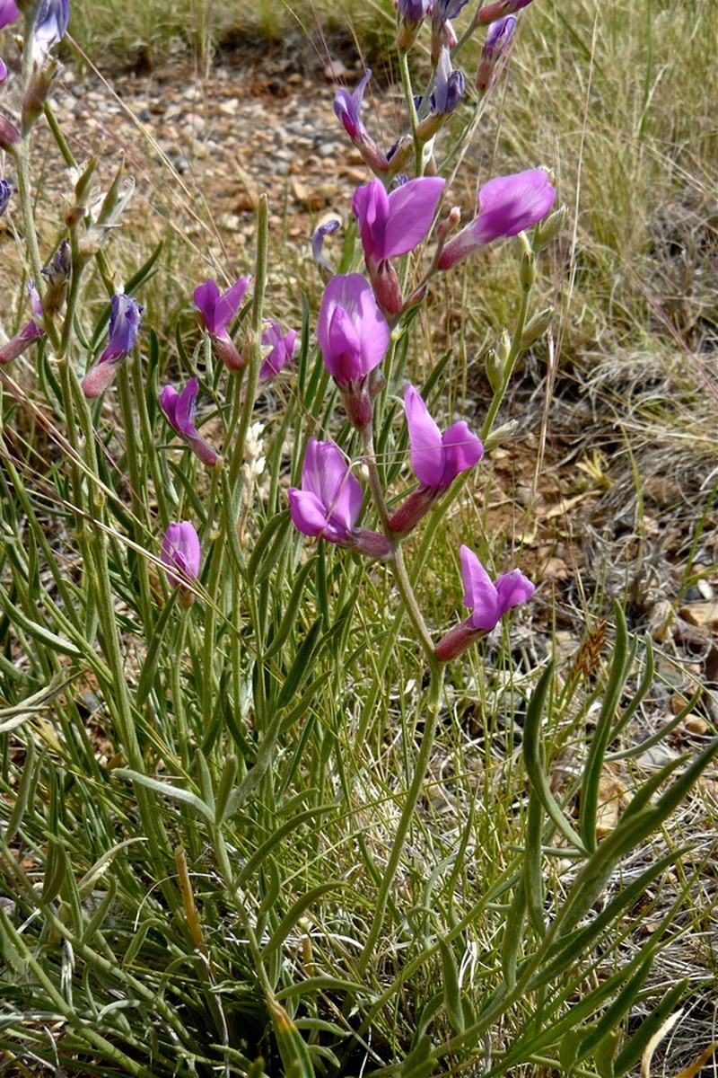Woodruff's Milkvetch