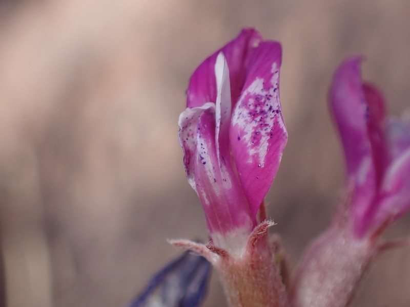 Woodruff's Milkvetch photo 2