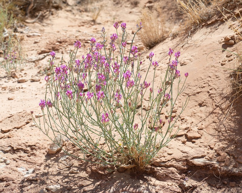 Woodruff's Milkvetch photo 3