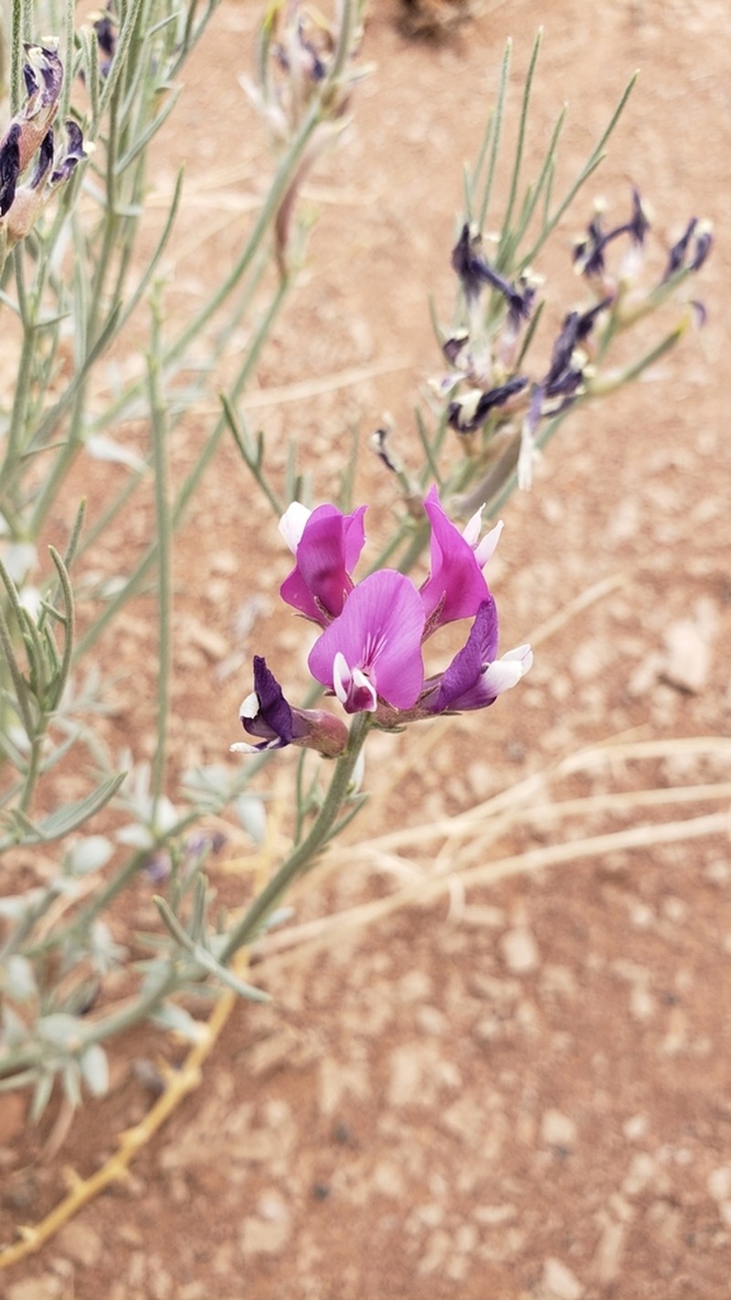 Woodruff's Milkvetch photo 4