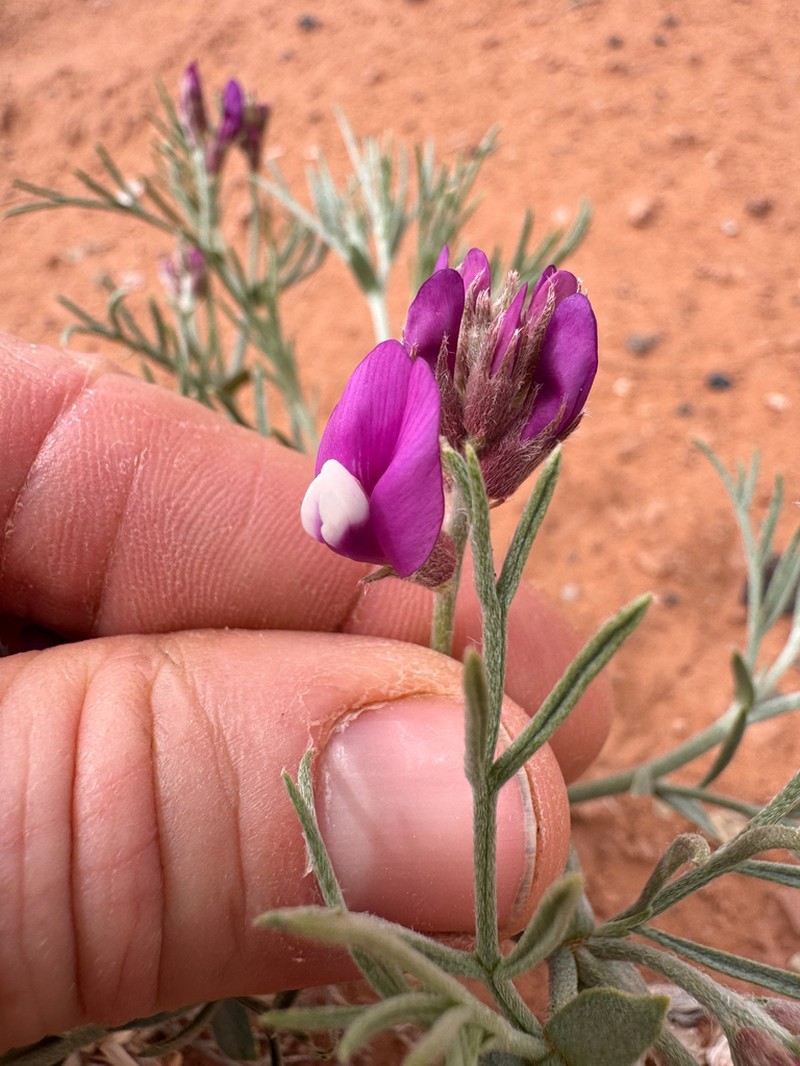 Woodruff's Milkvetch photo 5