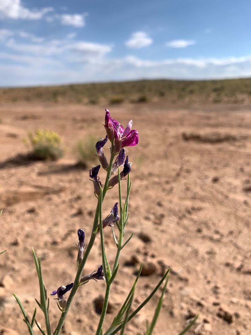 Woodruff's Milkvetch photo 6