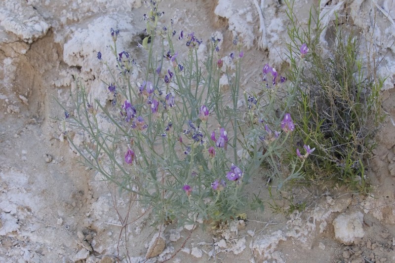 Woodruff's Milkvetch photo 7