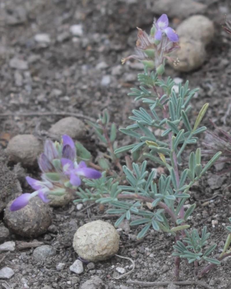 Halfmoon Milkvetch
